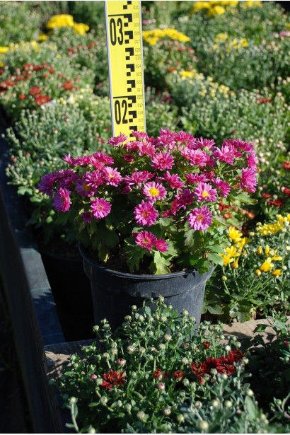 Хризантема Мультіфлора  - 1-3л/вис.15-20см/Ø15-25см